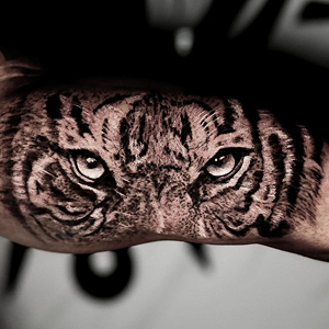 Blackwork realism tattoo on an arm featuring a close-up of tiger eyes.